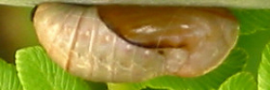 Pupae